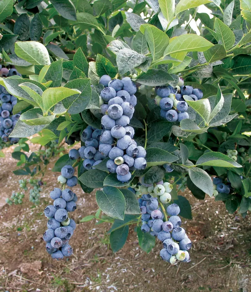 Blue Crop Blueberry Bush – Mid-Season Commercial Blueberry Variety